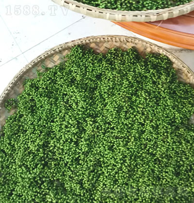 ǧðl(f)ԭB(ti)r---{(dio)ζƷ-N؂{(dio)ζ