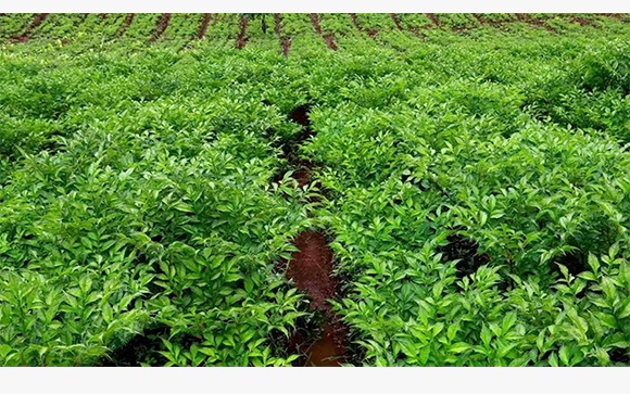 魔太太 魔芋涼皮 麻醬味 涼拌美味 魔芋制品